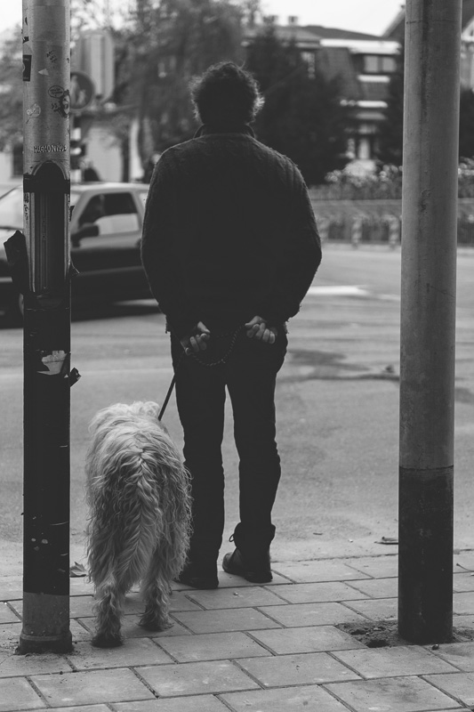 dog netherlands street photography