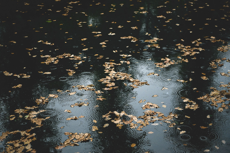 landscape netherlands autumn